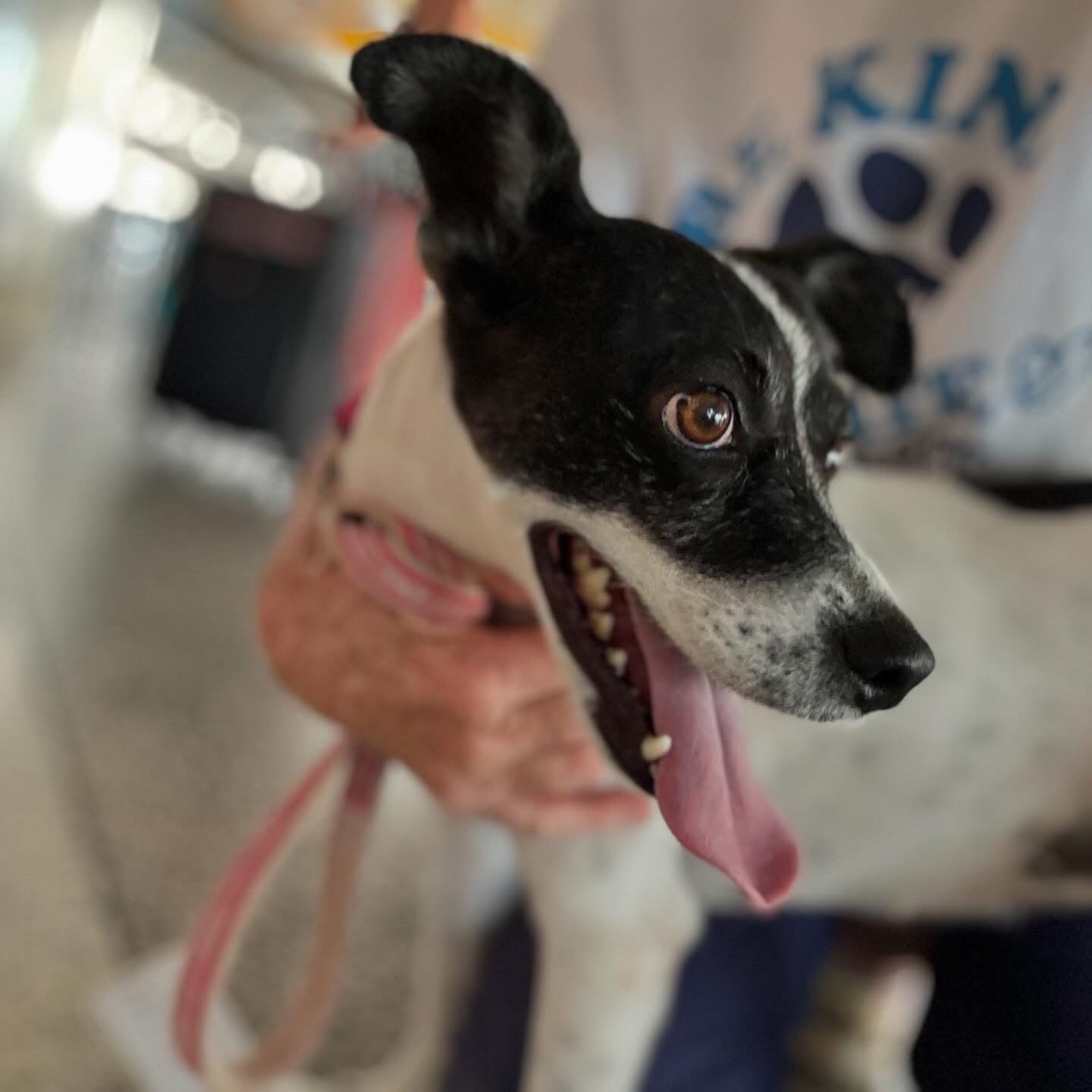 Rescue animal from Ocean Acres